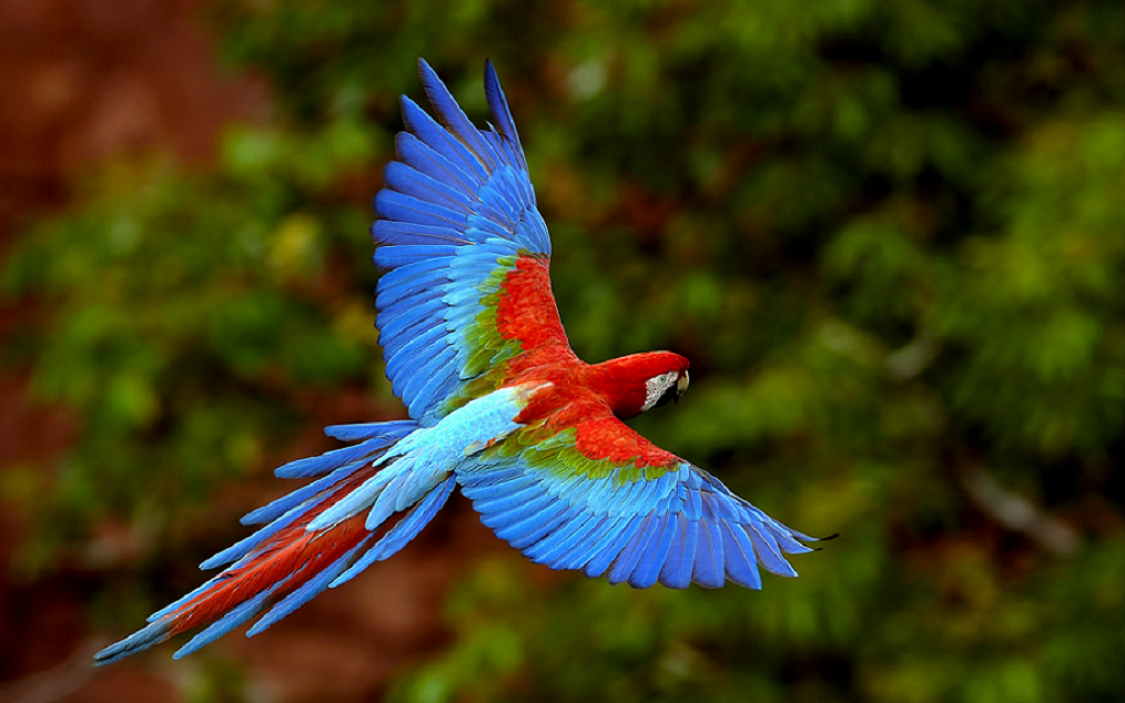 bird